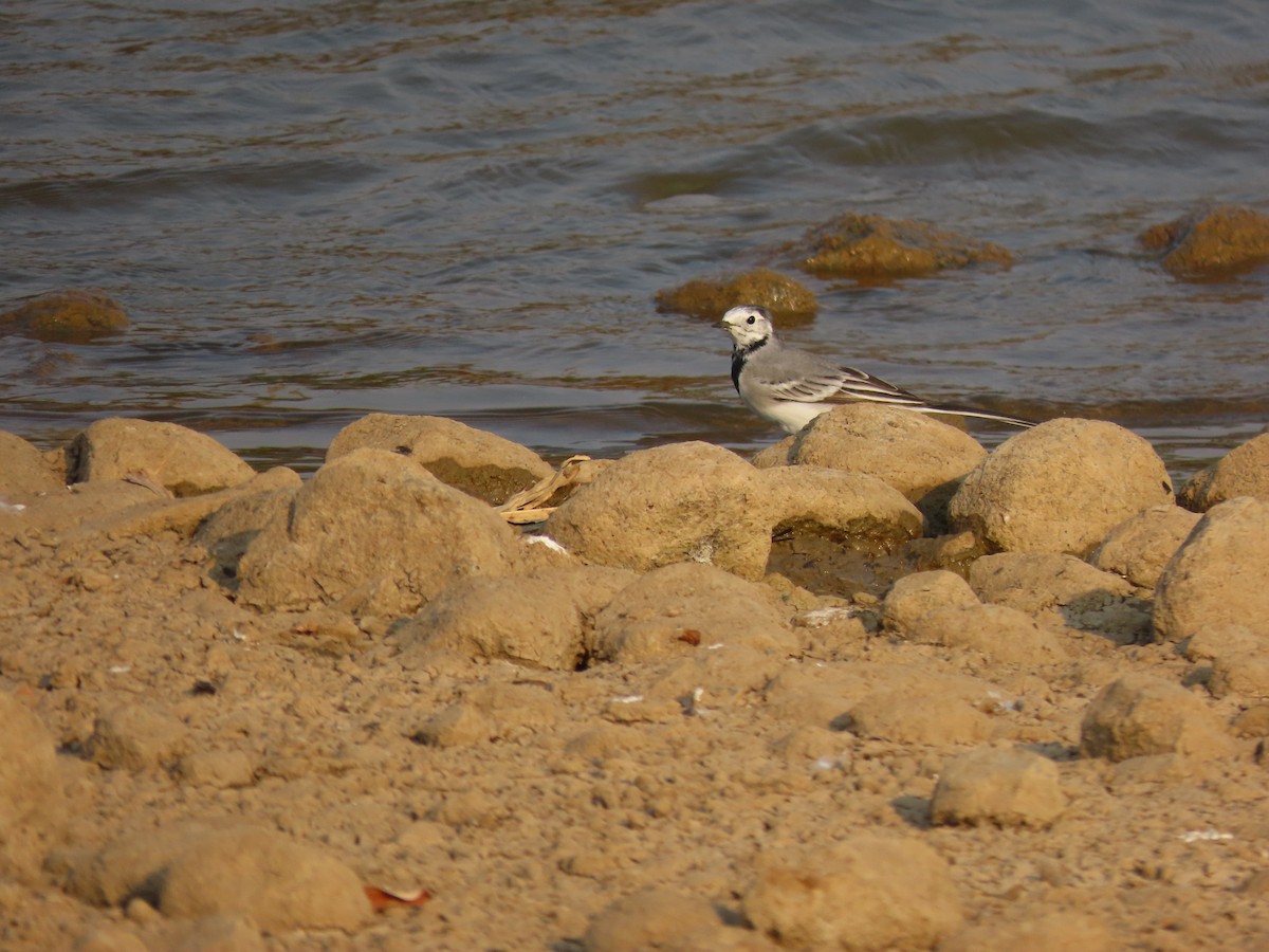 White Wagtail - ML632552012