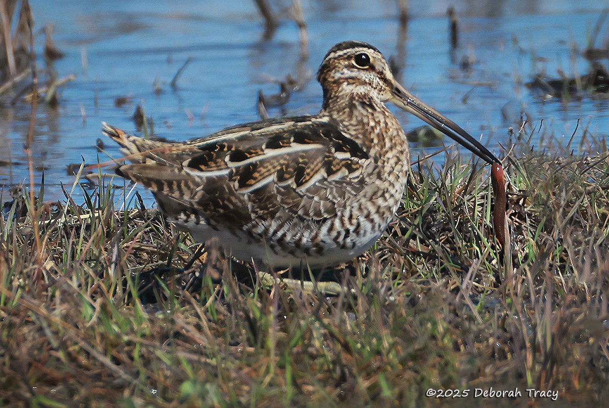 Wilson's Snipe - ML632552062