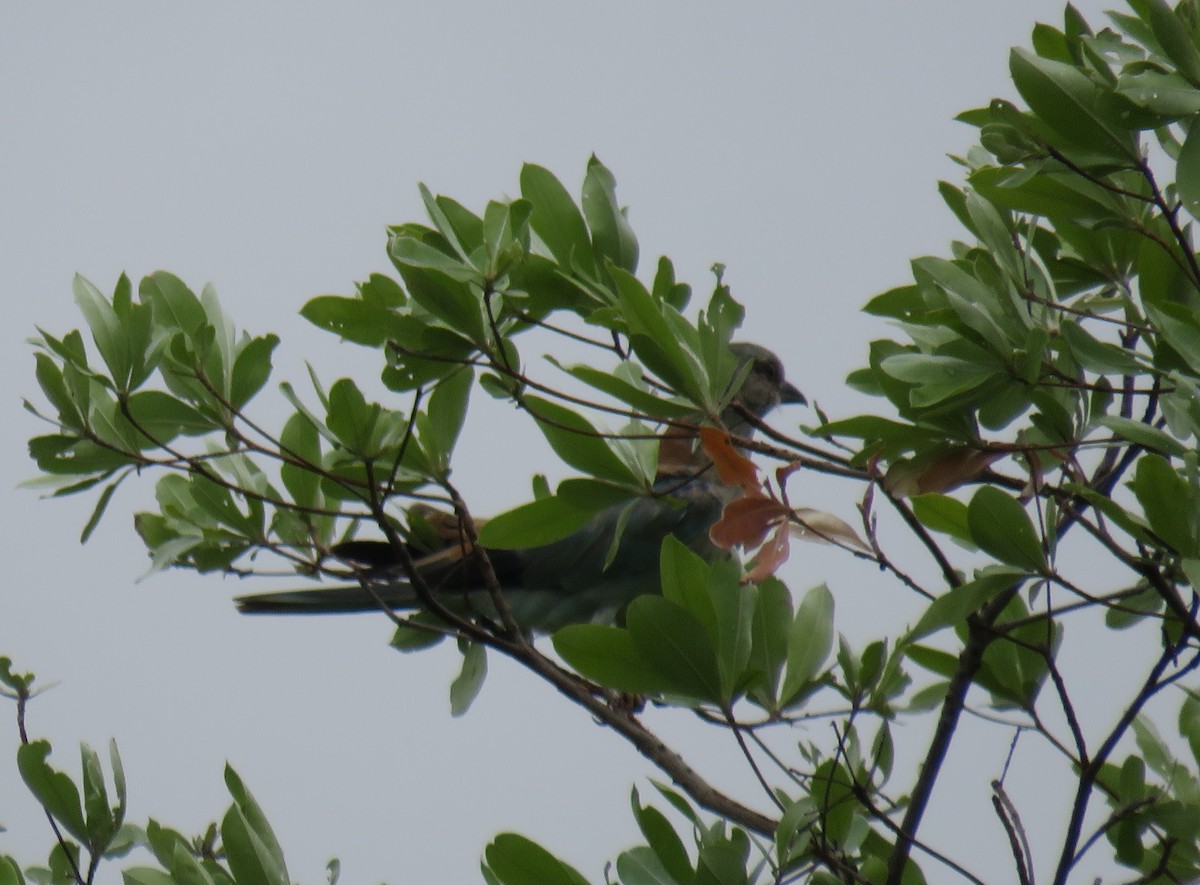 European Roller - ML632552115