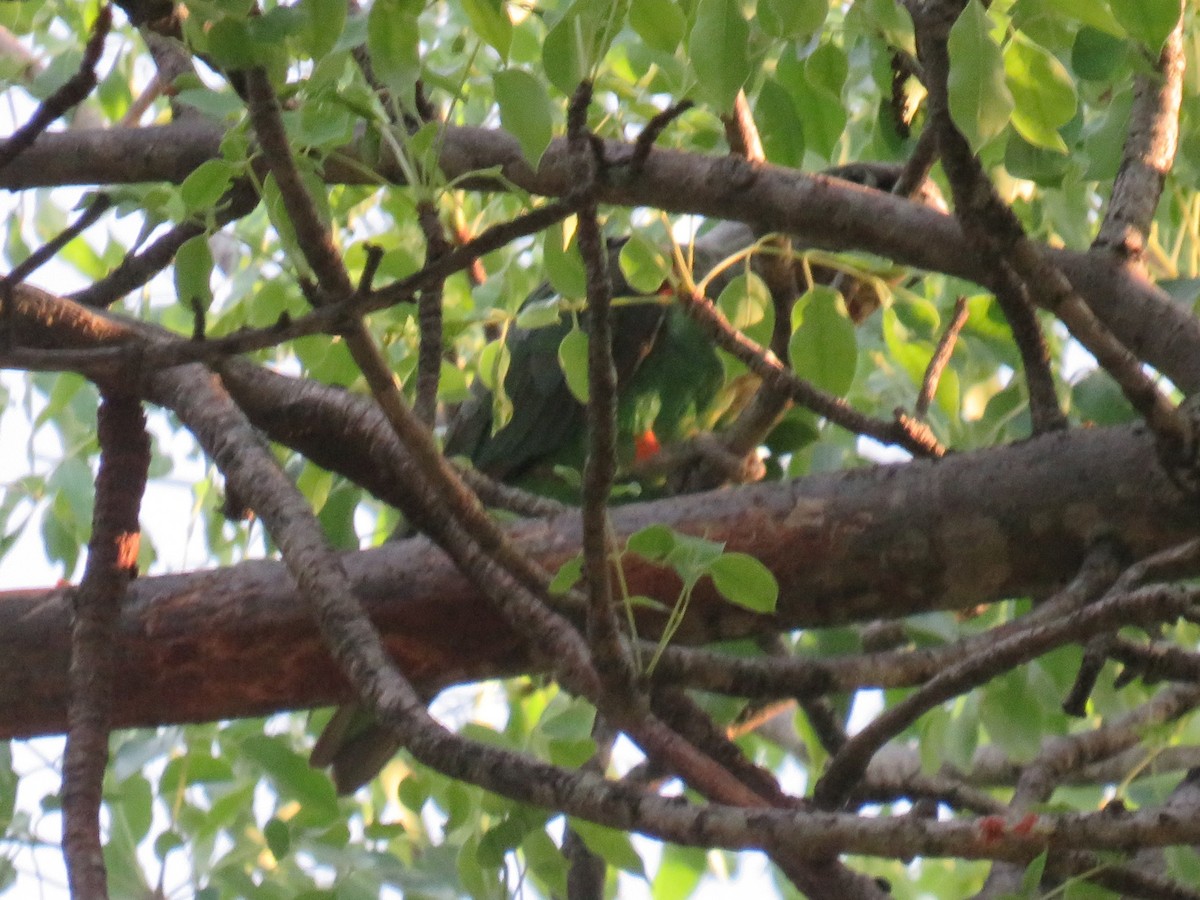 Brown-necked Parrot - ML632552256