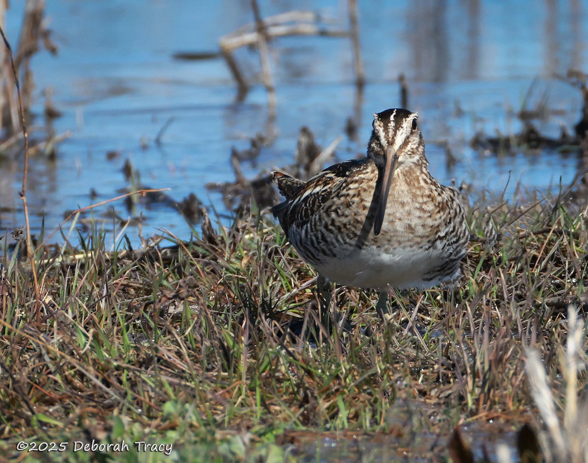 Wilson's Snipe - ML632552258