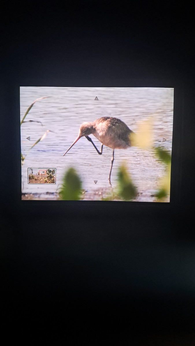 Marbled Godwit - ML632552286