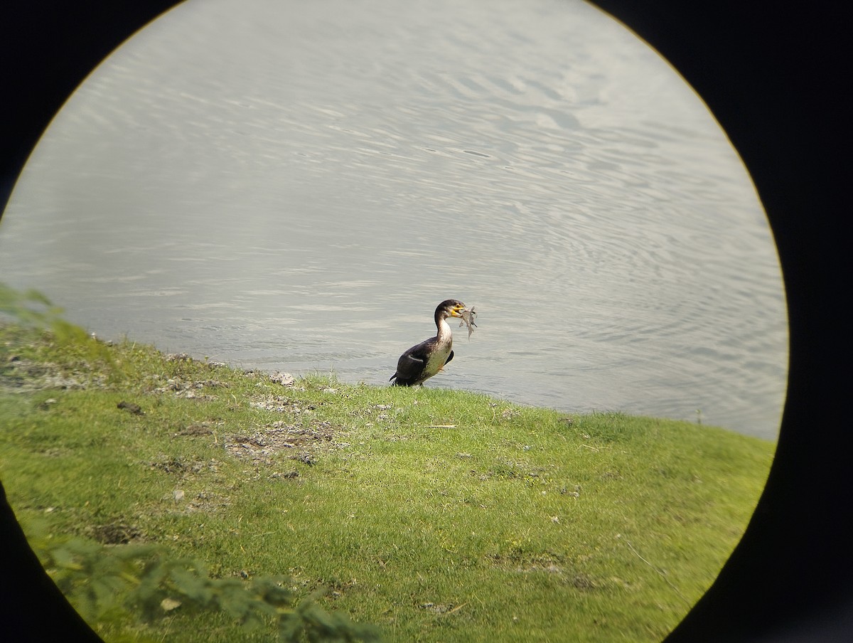 Cormorano - ML632552318