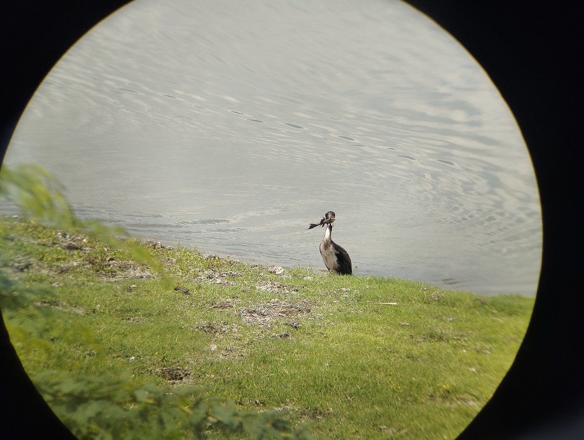 Cormorano - ML632552319