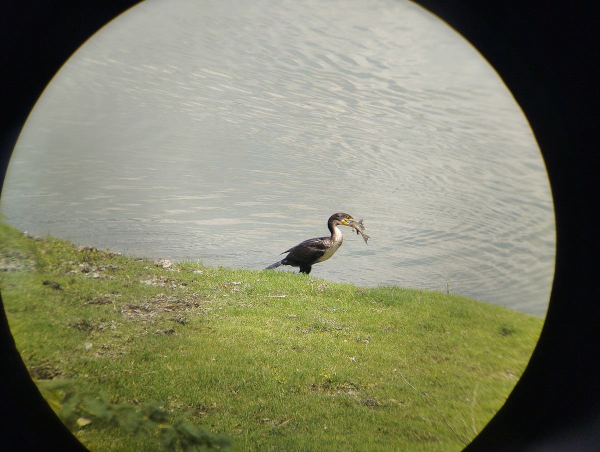 Cormorano - ML632552322