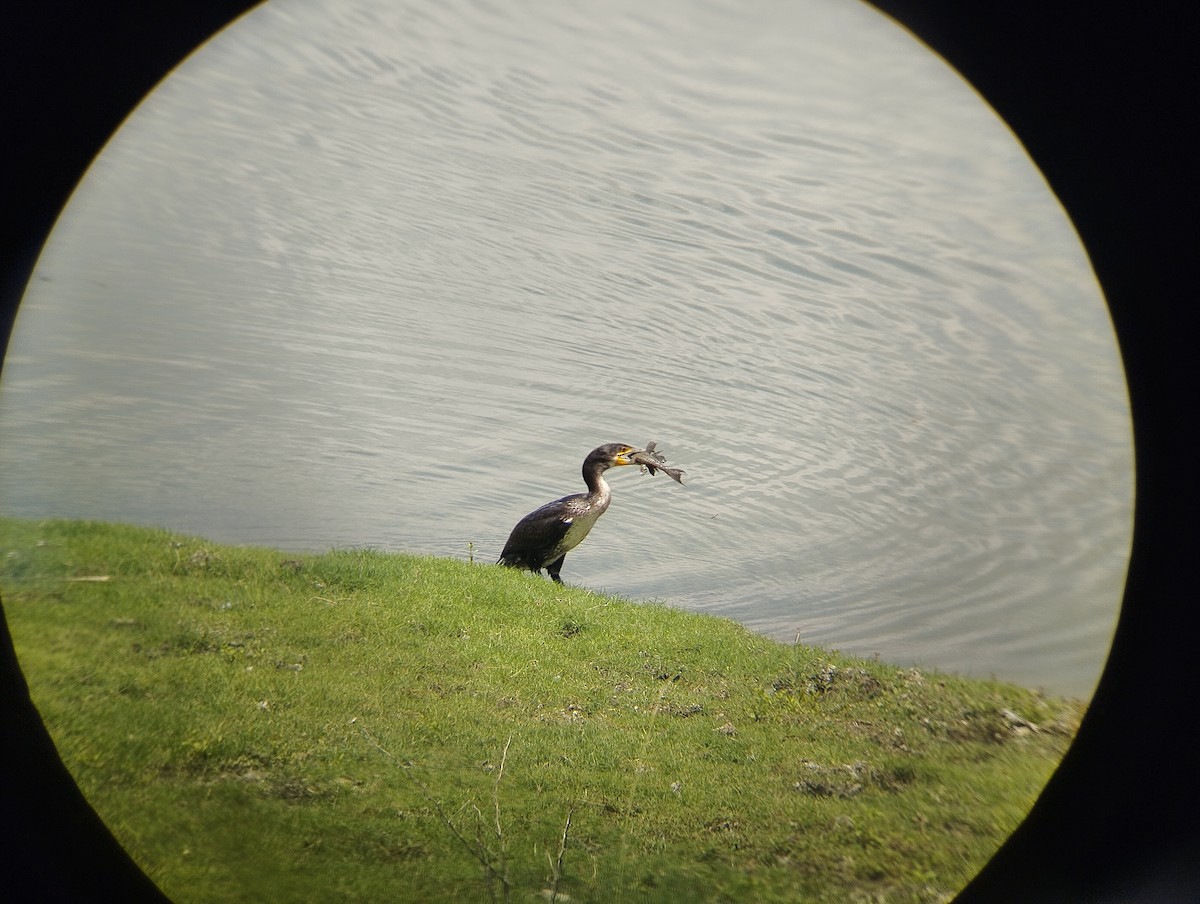 Cormorano - ML632552323