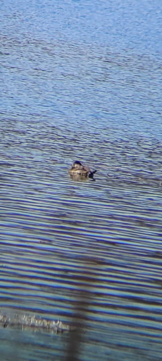 Ruddy Duck - ML632552335