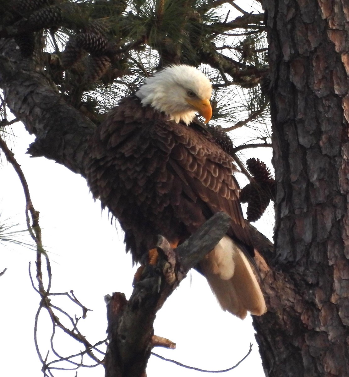 Bald Eagle - ML632552349
