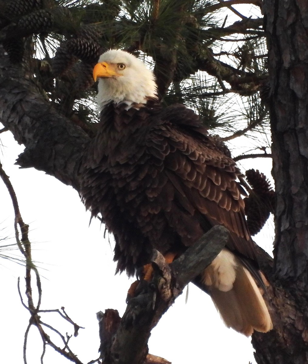 Bald Eagle - ML632552352