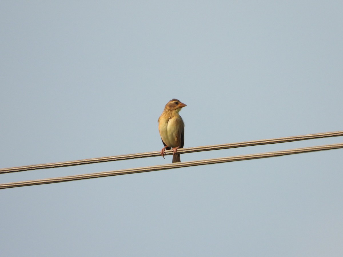 Baya Weaver - ML632552366