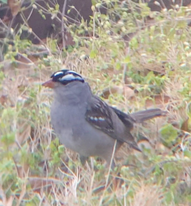 גיבתונית לבנת-כיפה - ML632552369