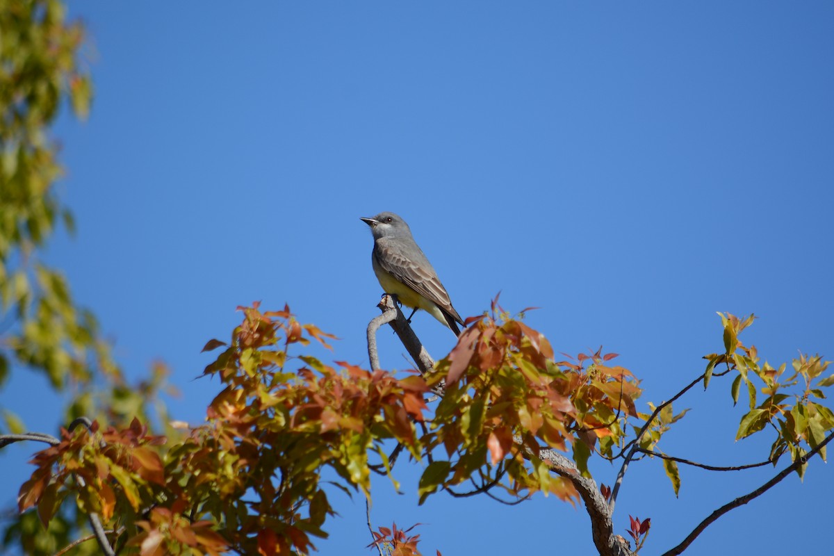 Cassin's Kingbird - ML632552380