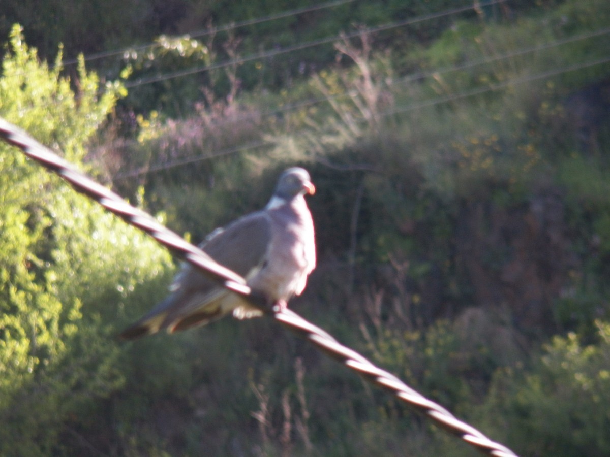 יונת ענק - ML632552382