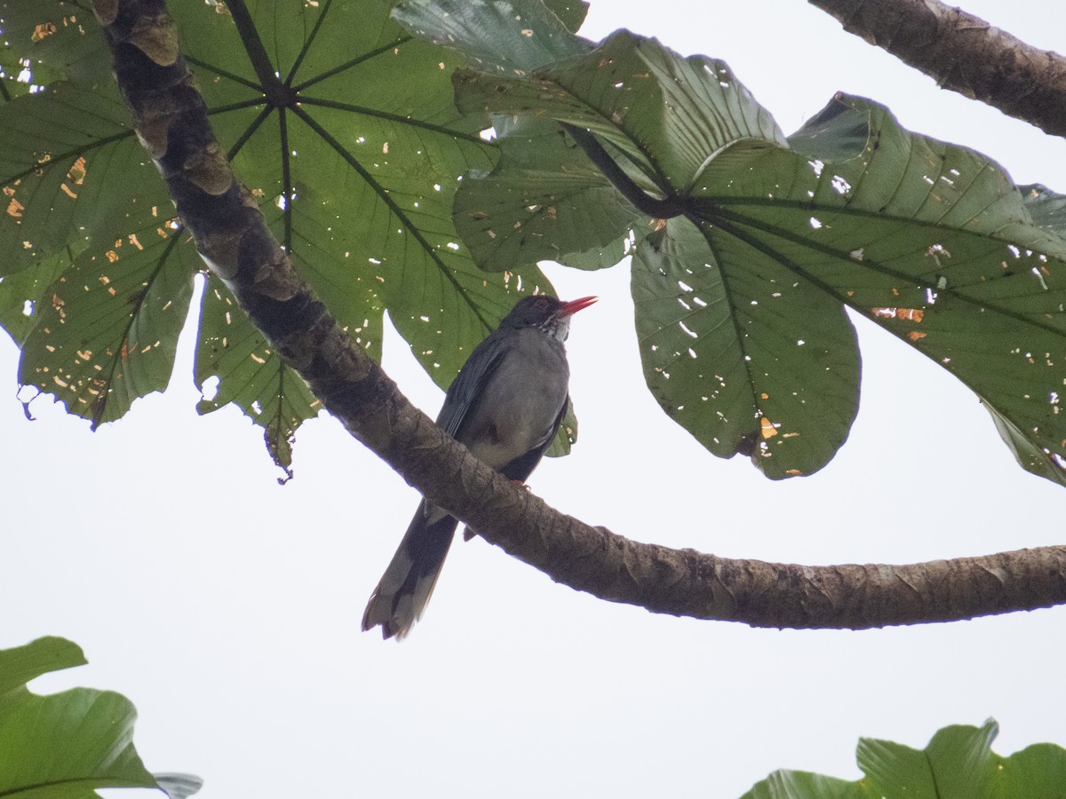 Red-legged Thrush - ML632552384