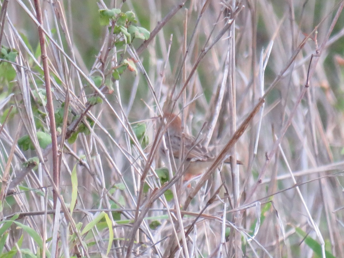 Rattling Cisticola - ML632552392