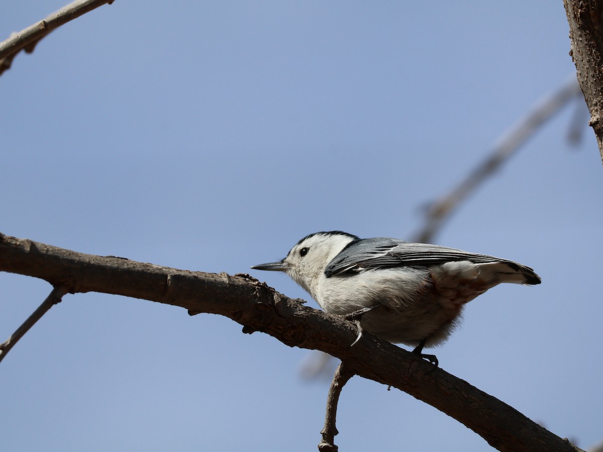 White-breasted Nuthatch - ML632552394