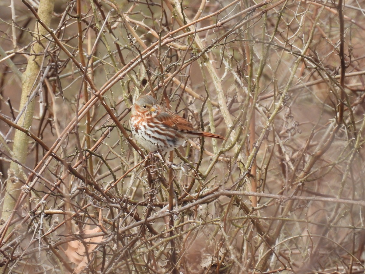 Fox Sparrow (Red) - ML632552506