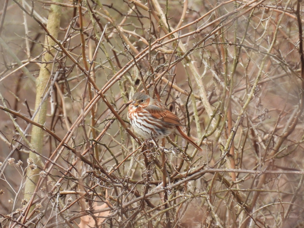 Fox Sparrow (Red) - ML632552507
