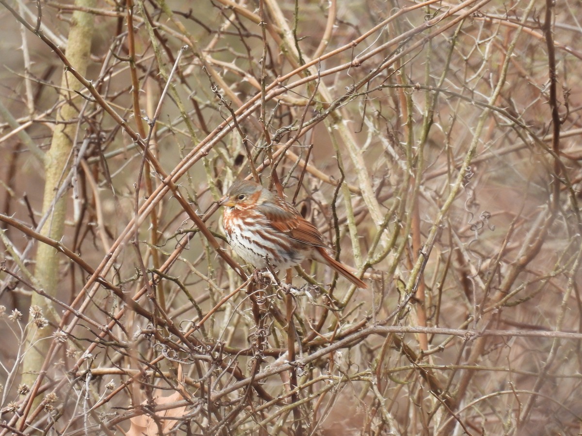 Fox Sparrow (Red) - ML632552508