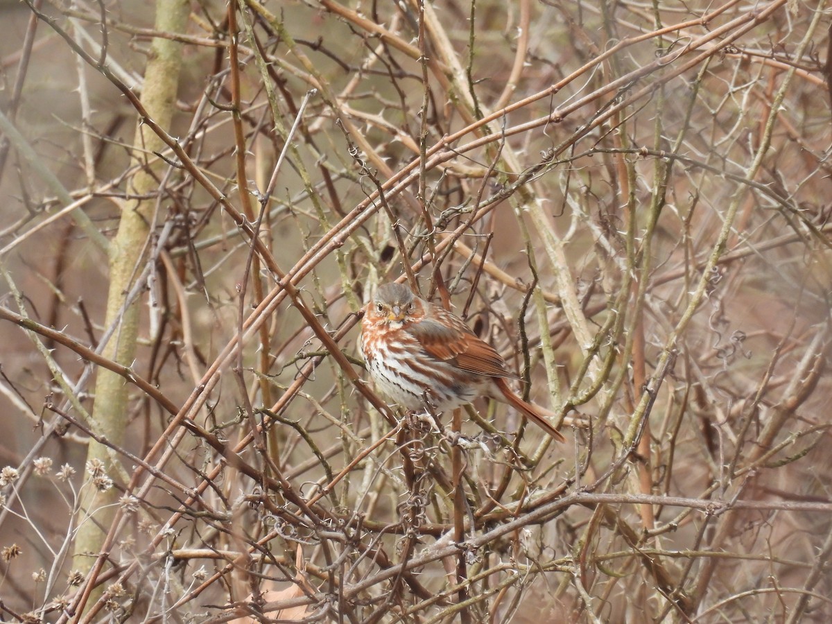 Fox Sparrow (Red) - ML632552509