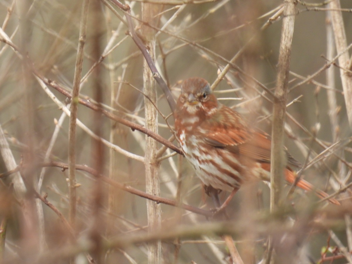 Fox Sparrow (Red) - ML632552510