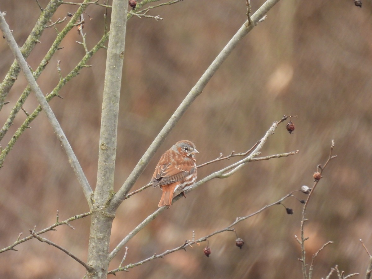 Fox Sparrow (Red) - ML632552511