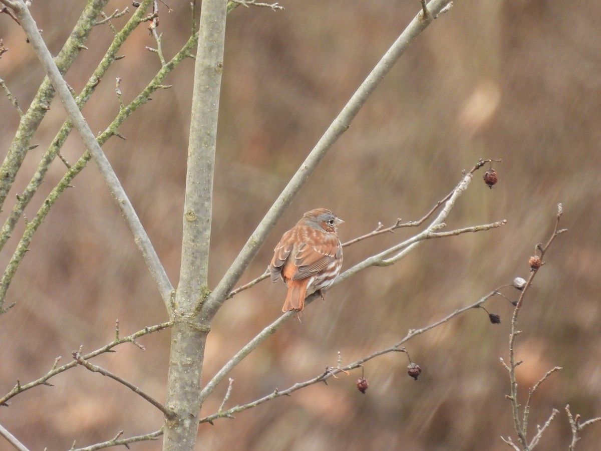 Fox Sparrow (Red) - ML632552512