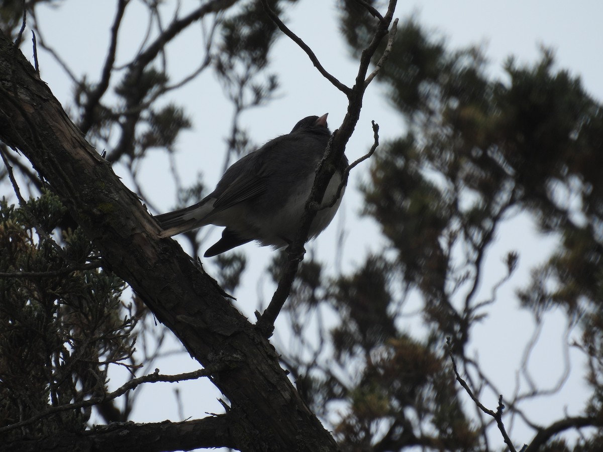 Dark-eyed Junco (Slate-colored) - ML632552523