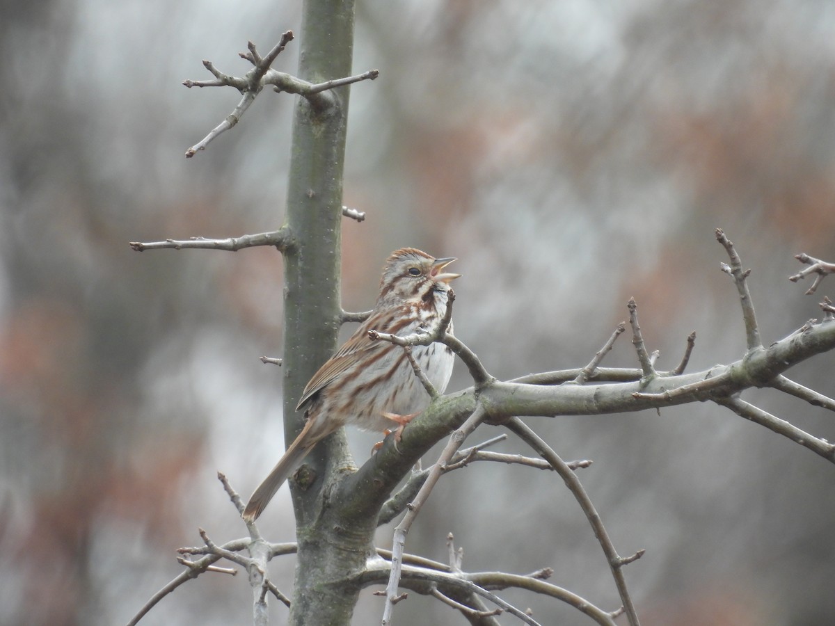 Song Sparrow - ML632552535