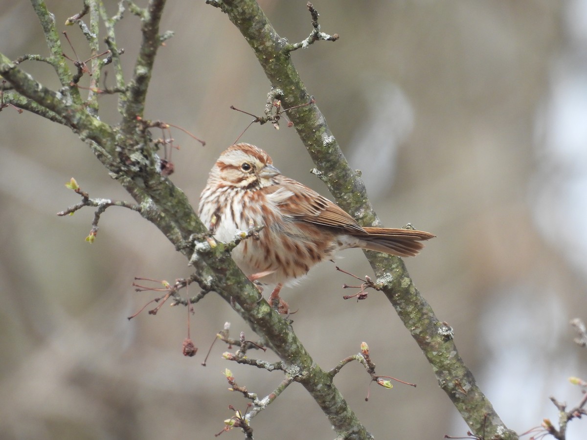 Song Sparrow - ML632552536