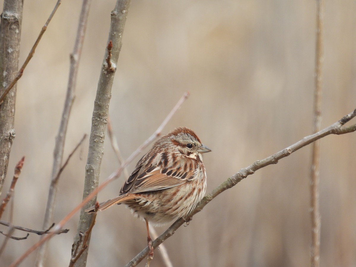 Song Sparrow - ML632552537