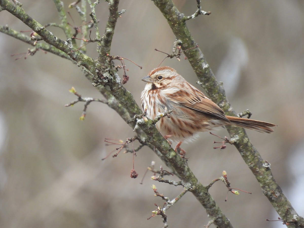 Song Sparrow - ML632552538