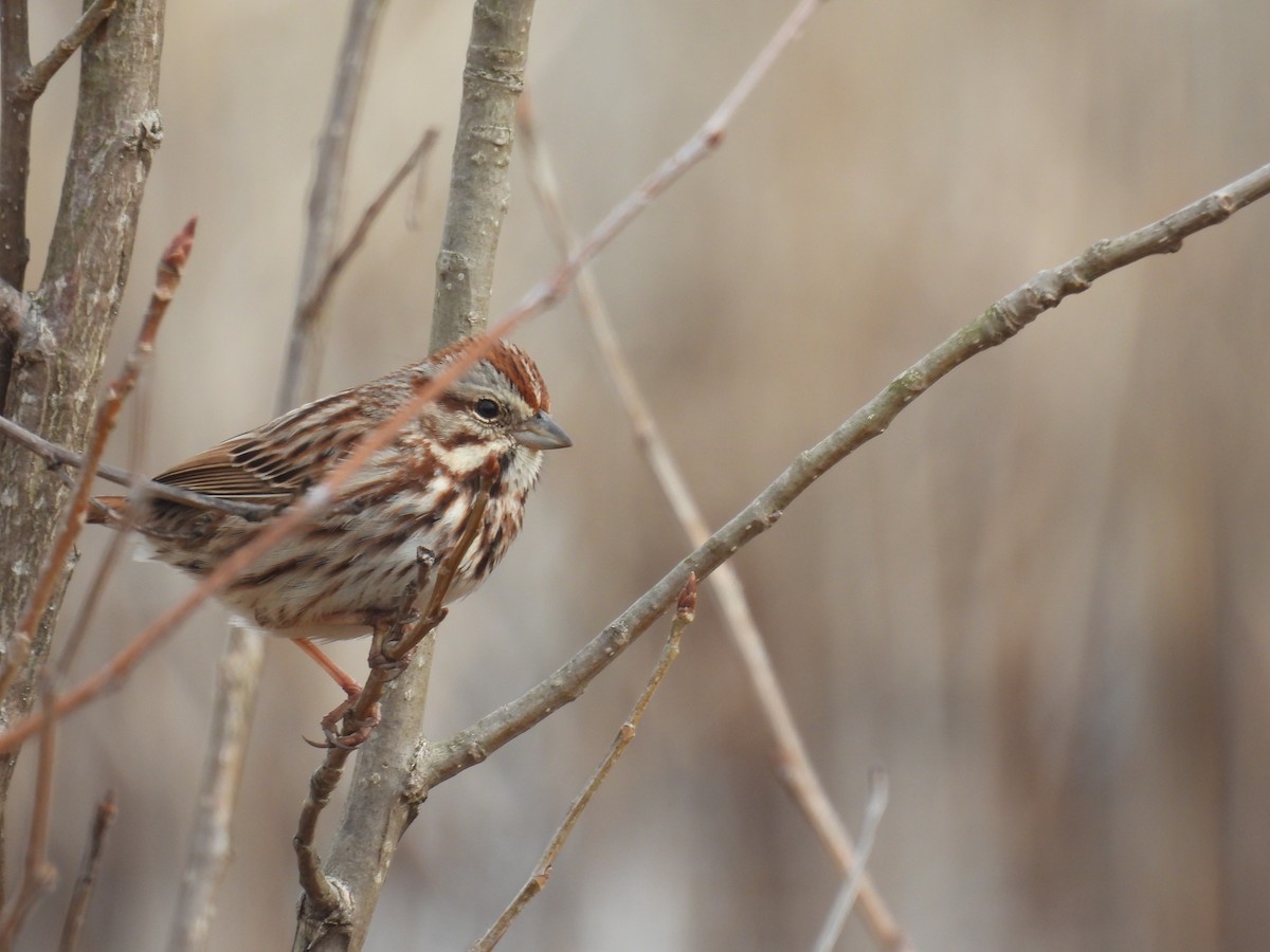 Song Sparrow - ML632552540