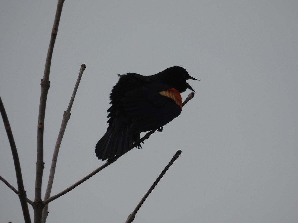Red-winged Blackbird - ML632552545