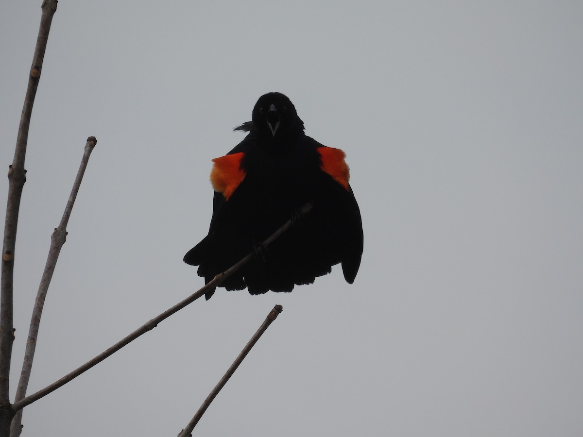 Red-winged Blackbird - ML632552546