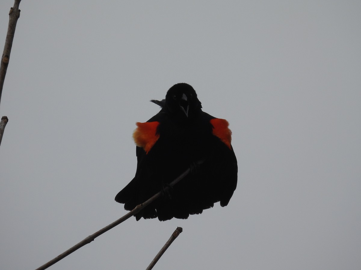 Red-winged Blackbird - ML632552547