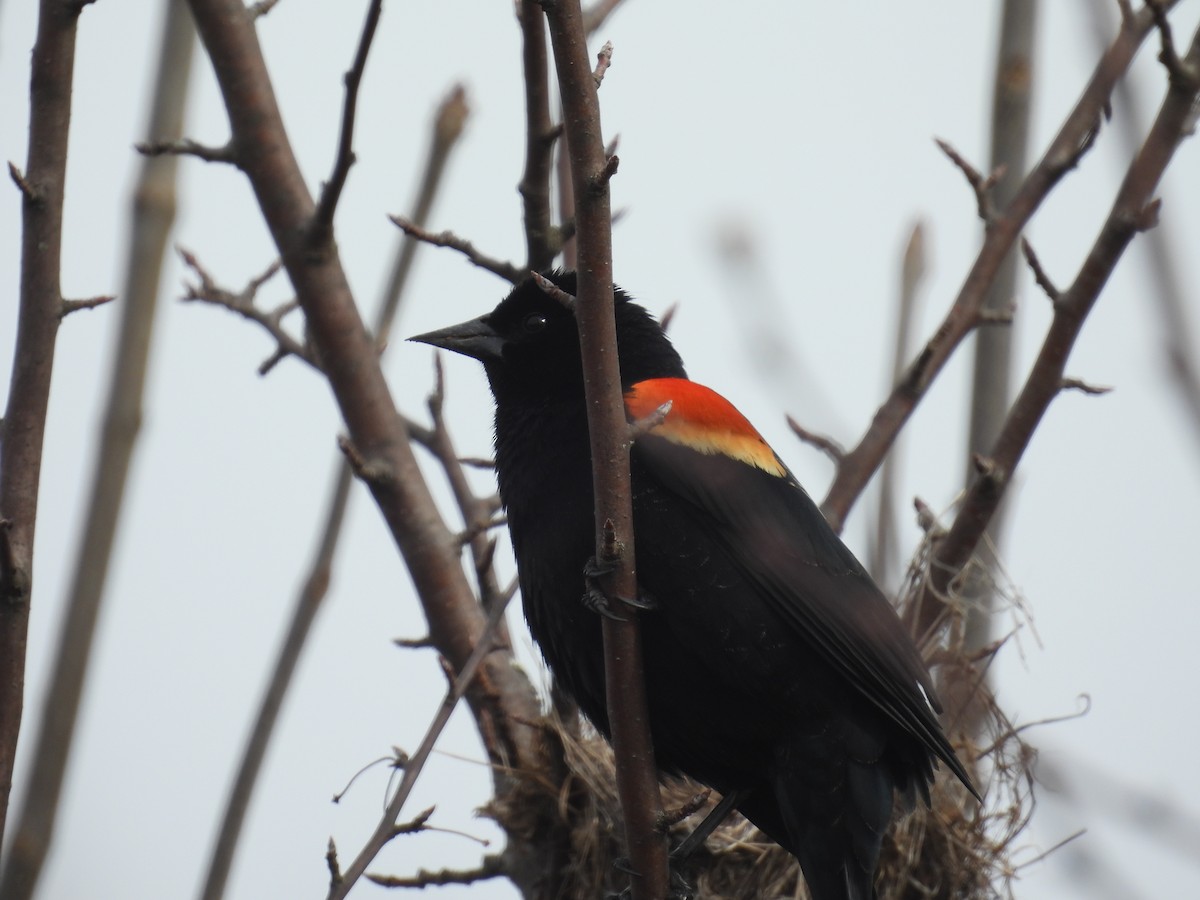 Red-winged Blackbird - ML632552548