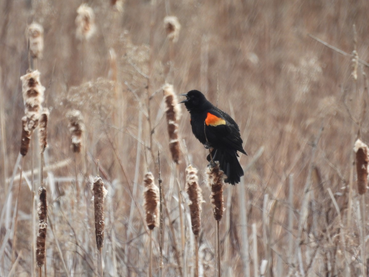Red-winged Blackbird - ML632552549