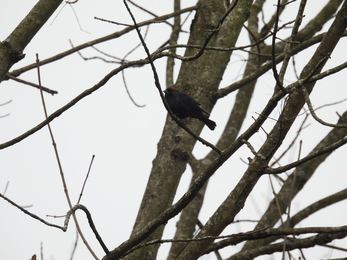 Brown-headed Cowbird - ML632552557