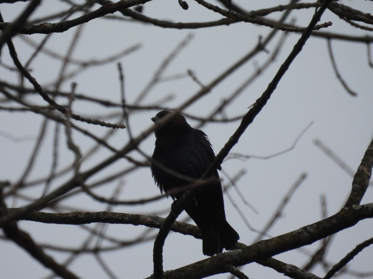 Brown-headed Cowbird - ML632552558