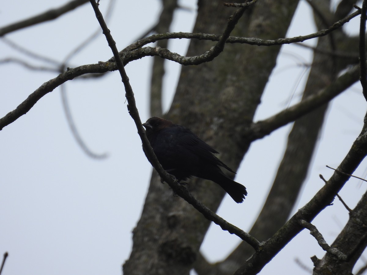 Brown-headed Cowbird - ML632552559