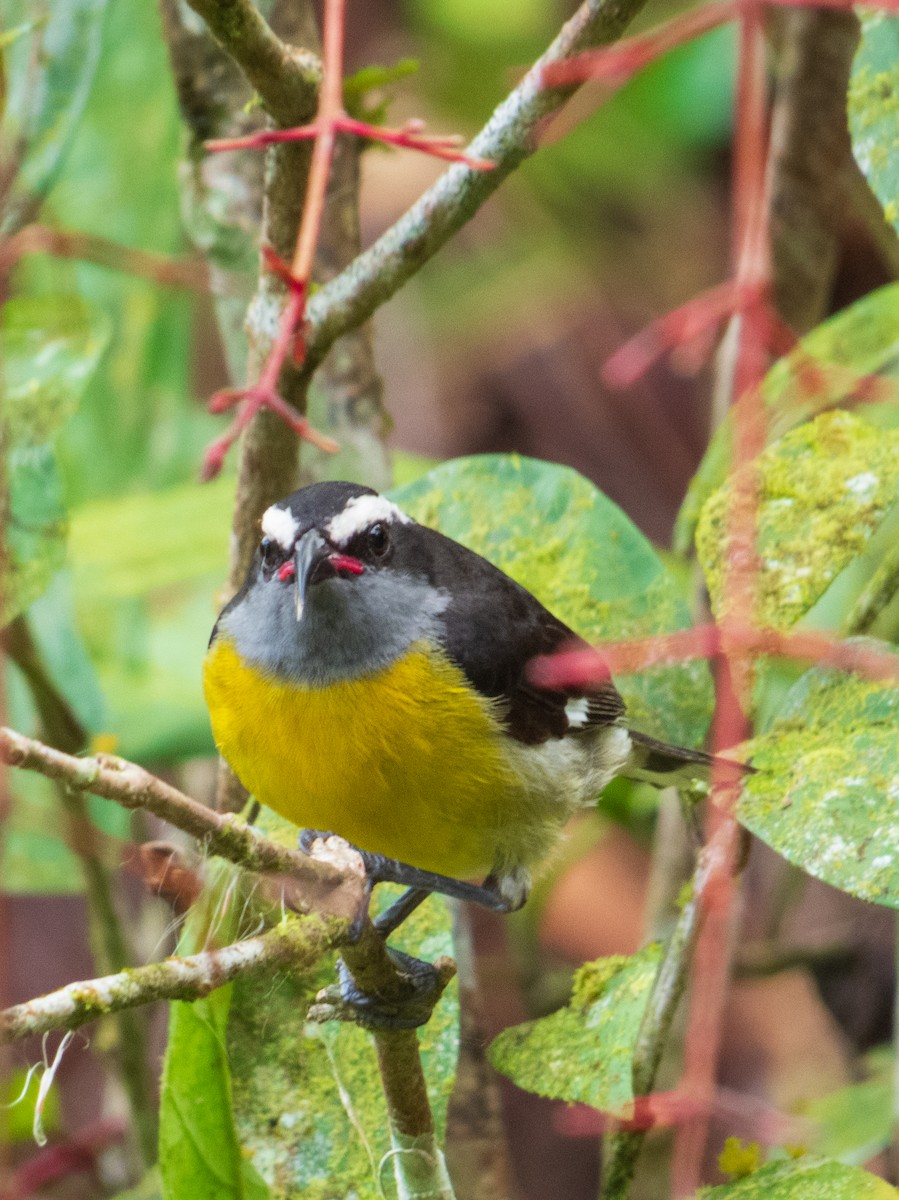 Bananaquit - ML632552772