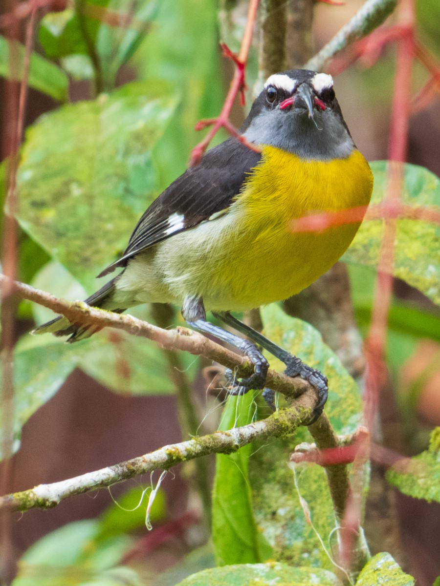Bananaquit - ML632552773