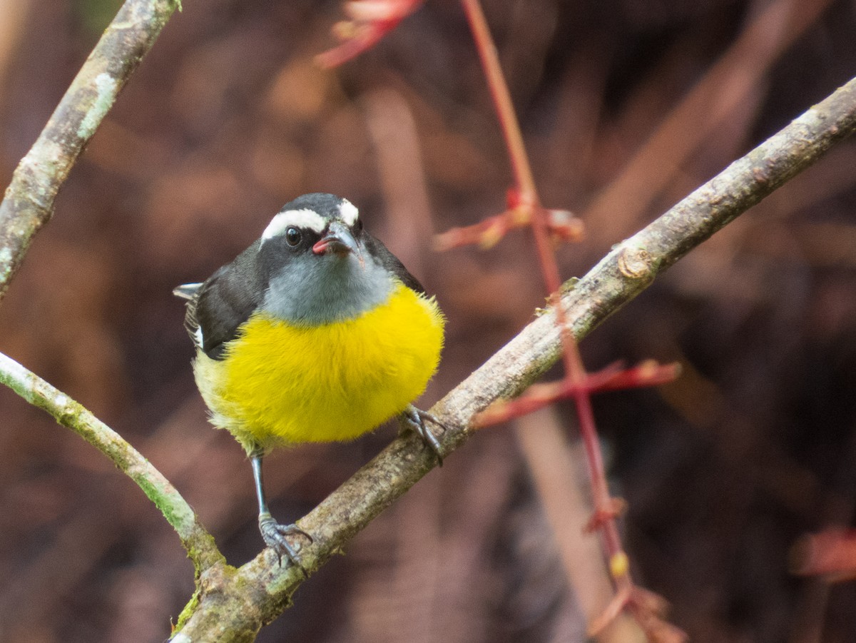Bananaquit - ML632552775