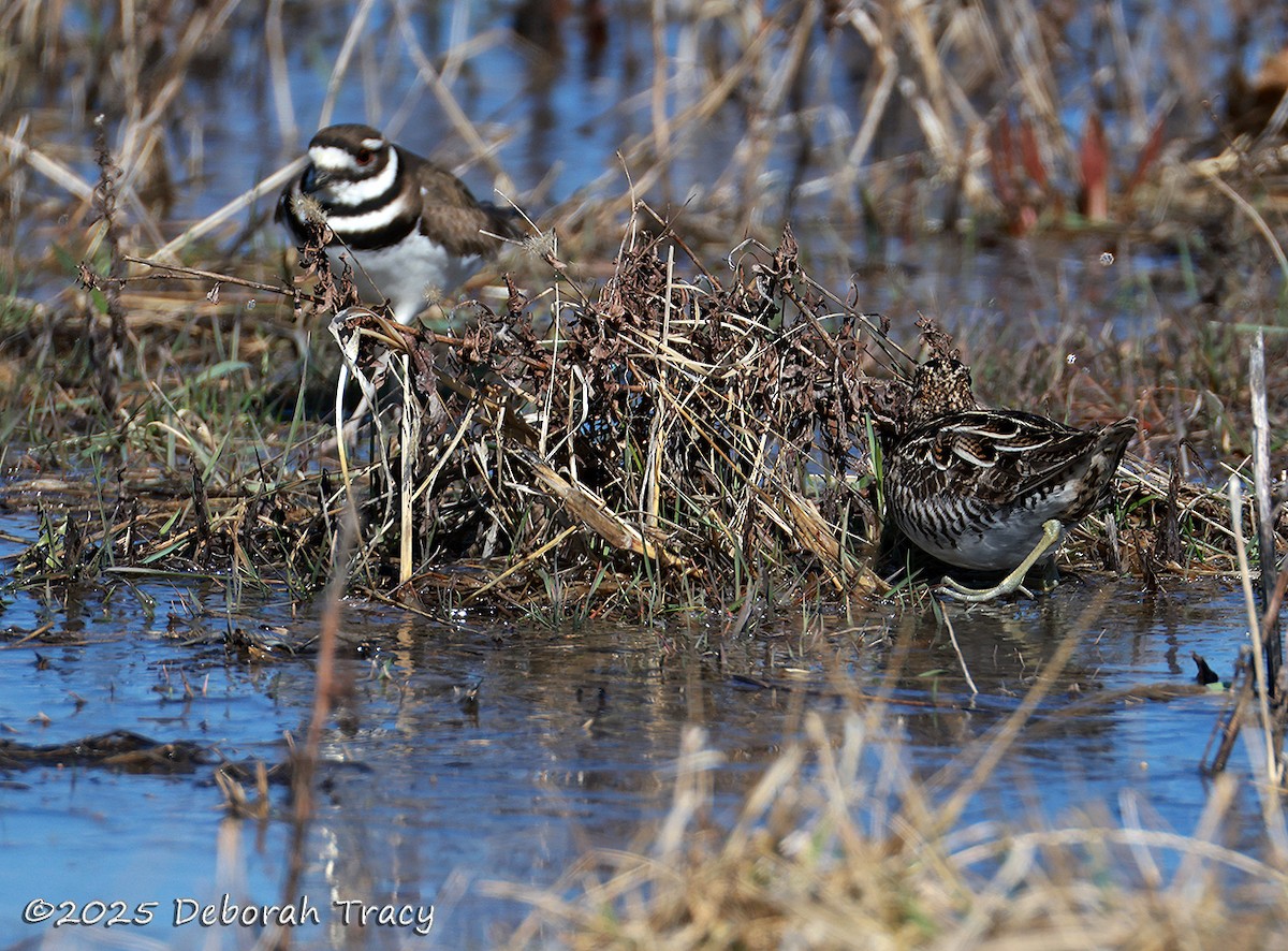 Wilson's Snipe - ML632552777