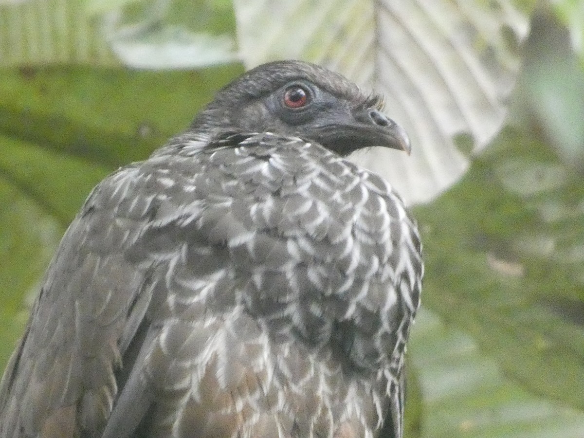 Roadside Hawk - ML632552809