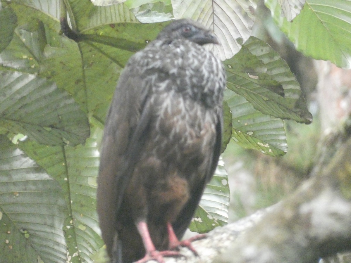 Roadside Hawk - ML632552810