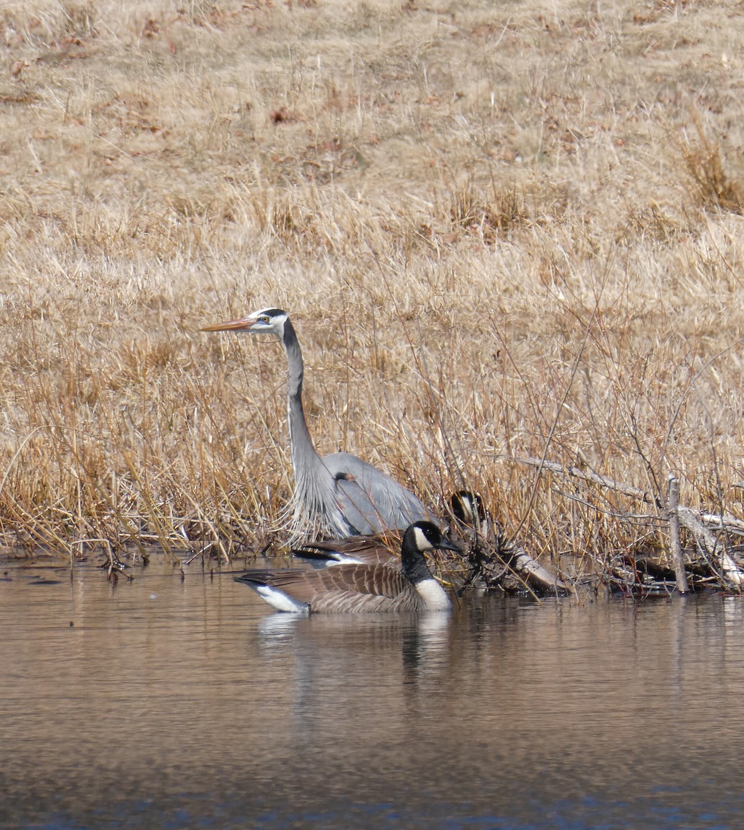 Great Blue Heron - ML632552811