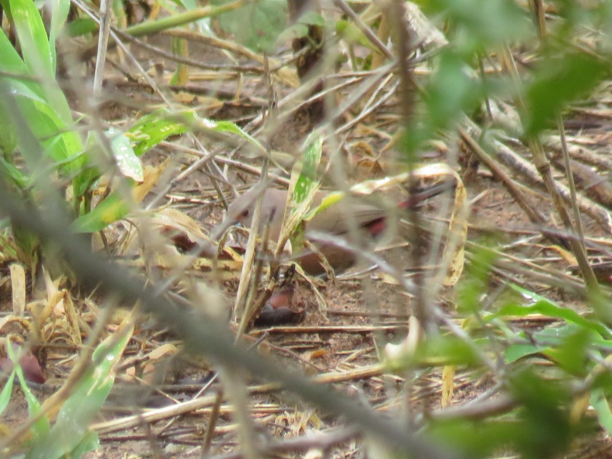 African Firefinch - ML632552813