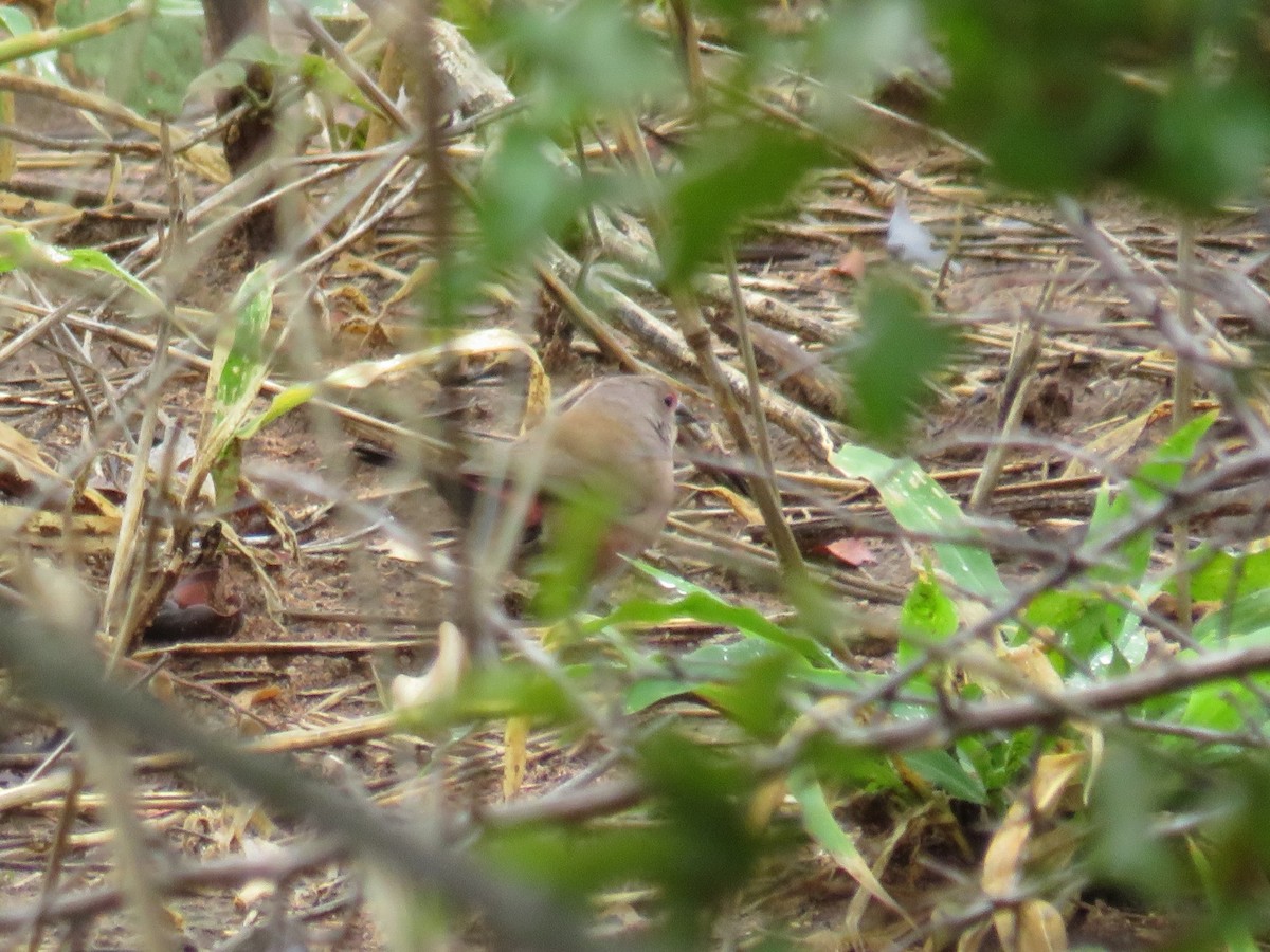 African Firefinch - ML632552814